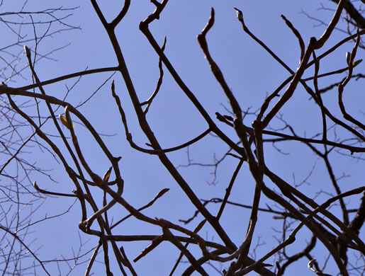 image of Magnolia tripetala, Umbrella Magnolia, Umbrella-tree