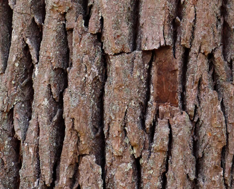 image of Oxydendrum arboreum, Sourwood, Sorrel-tree