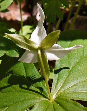 image of Trillium simile, Sweet White Trillium, Confusing Trillium, Jeweled Trillium