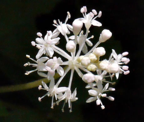 image of Nanopanax trifolius, Dwarf Ginseng