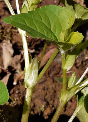 image of Viola eriocarpa, Smooth Yellow Forest Violet, Smooth Yellow Violet