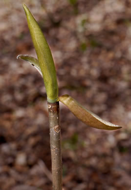 image of Magnolia tripetala, Umbrella Magnolia, Umbrella-tree