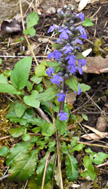 image of Ajuga reptans, Carpet Bugle, Bugle-weed