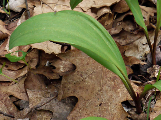 image of Allium tricoccum, Red Ramps, Rampscallions, Wild Leek