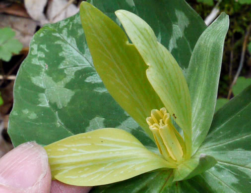 Trillium luteum, Yellow Trillium, Yellow Toadshade, Lemon-scented Trillium, Wax Trillium