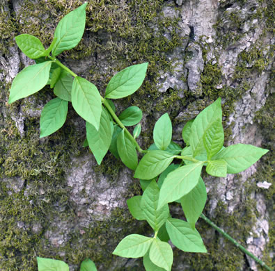 image of Euonymus obovatus, Running Strawberry-bush, Trailing Strawberry-bush, Trailing Wahoo