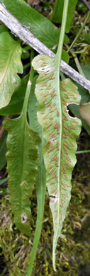 image of Asplenium rhizophyllum, Walking Fern