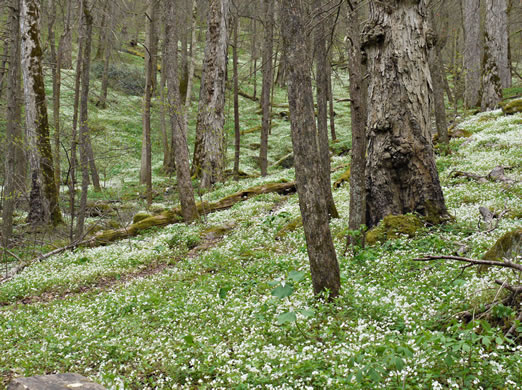 image of Phacelia fimbriata, Fringed Phacelia, Blue Ridge Phacelia