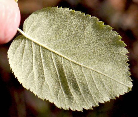 image of Amelanchier sanguinea, Roundleaf Serviceberry, New England Serviceberry