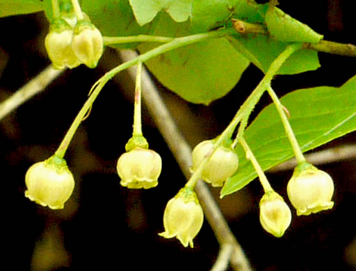 image of Gaylussacia ursina, Bear Huckleberry, Buckberry, Mountain Huckleberry, Bearberry