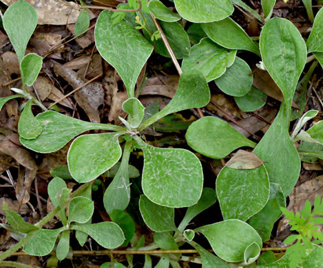 image of Antennaria plantaginifolia, Plantainleaf Pussytoes, Plantain Pussytoes