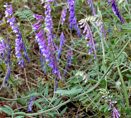 image of Vicia villosa ssp. varia, Smooth Vetch, Winter Vetch