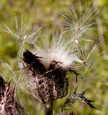 image of Cirsium horridulum var. horridulum, Common Yellow Thistle, Purple Thistle, Bristle Thistle, Horrid Thistle