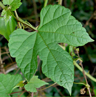 image of Ampelopsis glandulosa, Porcelain-berry, Amur Peppervine