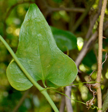 image of Smilax bona-nox var. bona-nox, Fringed Greenbrier, Catbrier, Stretchberry, Tramp's Trouble