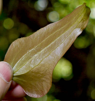 image of Smilax bona-nox var. bona-nox, Fringed Greenbrier, Catbrier, Stretchberry, Tramp's Trouble