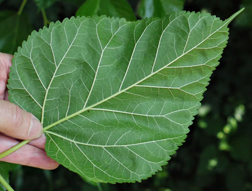 image of Morus alba, White Mulberry, Silkworm Mulberry, Russian Mulberry