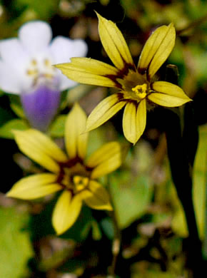 image of Sisyrinchium micranthum, Annual Blue-eyed-grass, Lawn Blue-eyed-grass, Fairy Stars