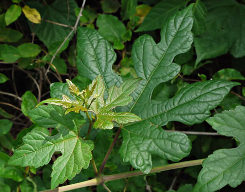 image of Ampelopsis glandulosa, Porcelain-berry, Amur Peppervine