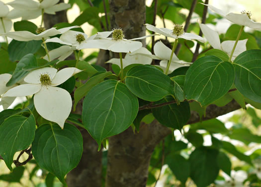 image of Benthamidia japonica, Kousa Dogwood