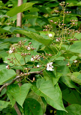 image of Catalpa bignonioides, Southern Catalpa, Fishbait Tree, Cigar Tree