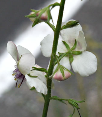 image of Verbascum blattaria, Moth Mullein