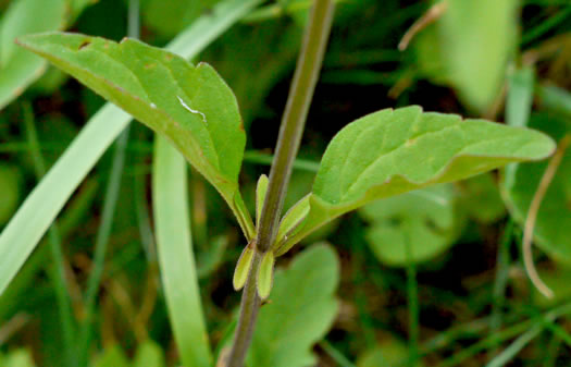 image of Scutellaria integrifolia, Hyssop Skullcap, Narrowleaf Skullcap