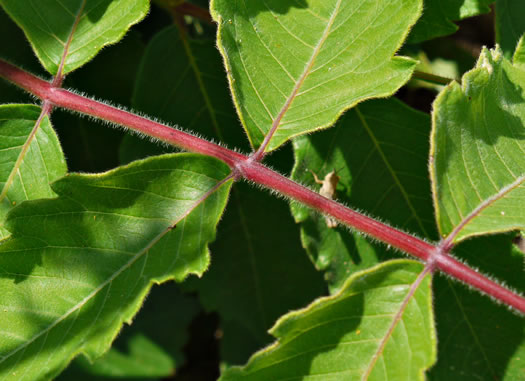 image of Rhus michauxii, Michaux's Sumac, Dwarf Sumac, False Poison Sumac