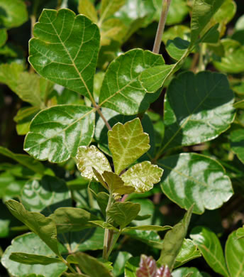 image of Rhus aromatica var. aromatica, Fragrant Sumac, Squawbush