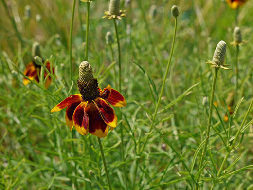 image of Ratibida columnifera, Mexican Hat, Columnar Prairie Coneflower, Upright Coneflower, Long-headed Coneflower