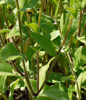 image of Rudbeckia hirta var. hirta, Woodland Black-eyed Susan