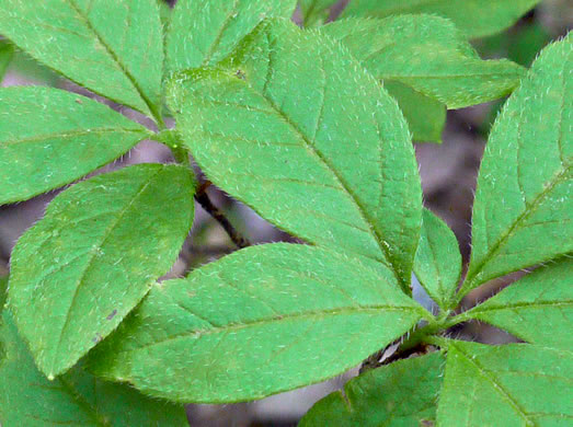 image of Rhododendron pilosum, Minniebush