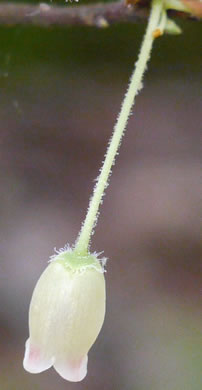 image of Rhododendron pilosum, Minniebush