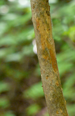 image of Rhododendron pilosum, Minniebush