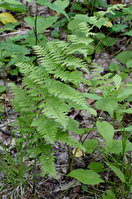 image of Sitobolium punctilobulum, Hay-scented Fern, Pasture Fern, Boulder Fern