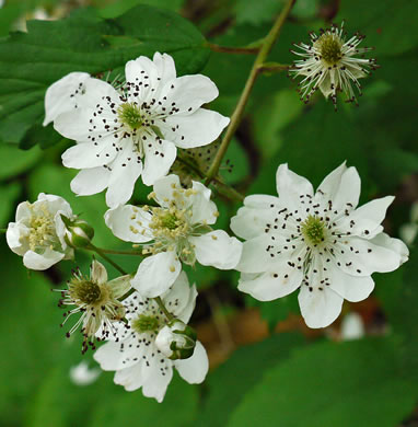 image of Rubus canadensis, Smooth Blackberry, Thornless Blackberry