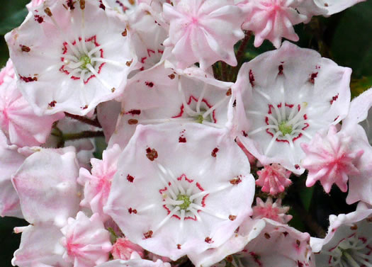 image of Kalmia latifolia, Mountain Laurel, Ivy, Calico-bush, Mountain Ivy