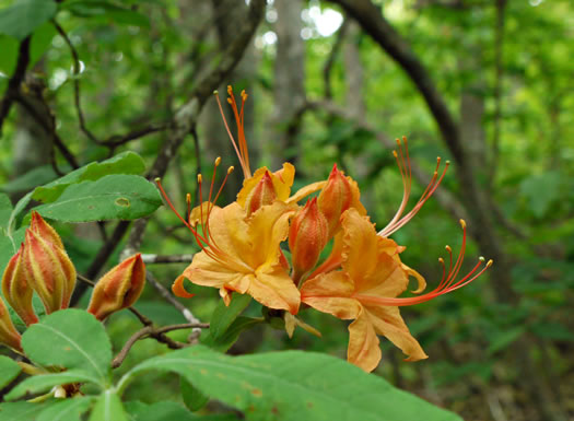 image of Rhododendron calendulaceum, Flame Azalea