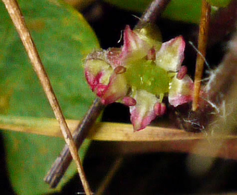 image of Centella erecta, Centella, Erect Coinleaf, False Pennywort