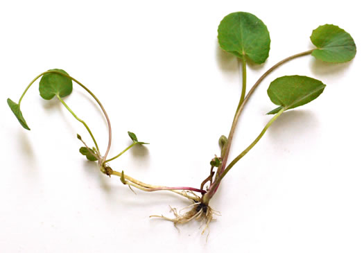 image of Centella erecta, Centella, Erect Coinleaf, False Pennywort