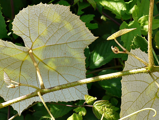 image of Vitis labrusca, Fox Grape