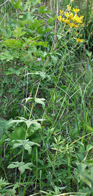 image of Coreopsis major var. major, Whorled Coreopsis, Woodland Coreopsis