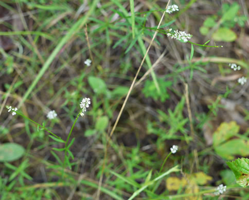 image of Polygala ambigua, Loose Milkwort, Alternate Milkwort, Whorled Milkwort