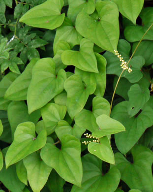 image of Dioscorea polystachya, Cinnamon Vine, Chinese Yam