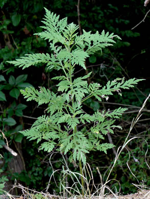 image of Ambrosia artemisiifolia, Annual Ragweed, Common Ragweed, Hogweed