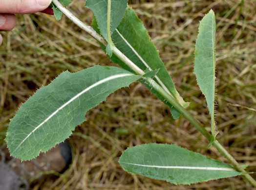 image of Lactuca serriola, Prickly Lettuce