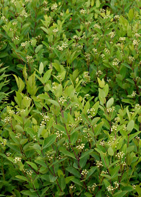 image of Apocynum cannabinum, Indian-hemp, Hemp Dogbane, Marion's Weed