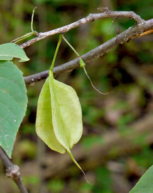 image of Halesia tetraptera var. tetraptera, Common Silverbell