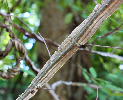 image of Ulmus alata, Winged Elm