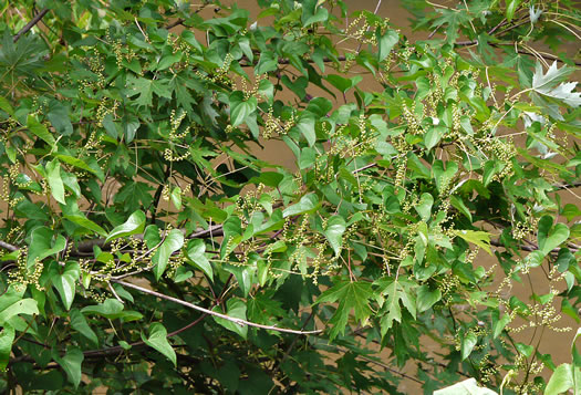 image of Dioscorea polystachya, Cinnamon Vine, Chinese Yam